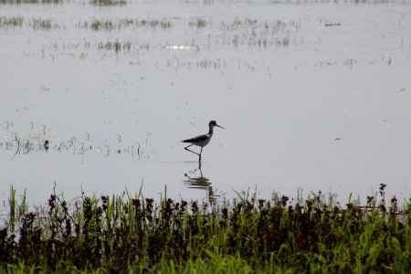 Black-necked stilt at Sacramento National Wildlife Refuge