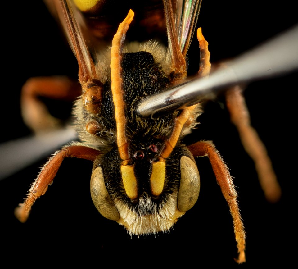Nomada australis, M, Face, NY, Kings County 2014-04-22-16.51.57 ZS PMax