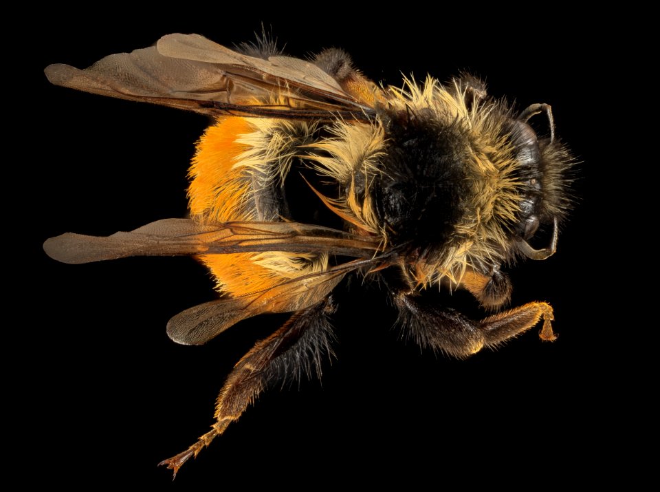 Bombus ternarius, F, Back, MI, Alger County 2014-03-20-08.51