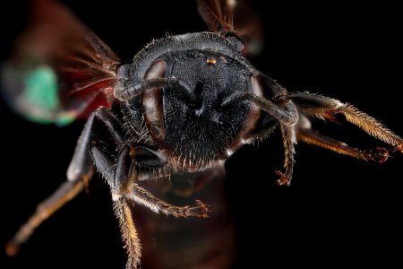 Hylaeus basalis, face 2012-07-09-18.55.44 ZS PMax