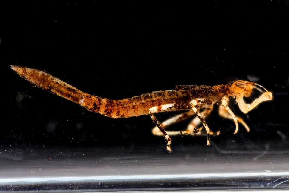 pond 10.18.2012, damselfly nymph 2, side, beltsville, MD 2012-10-18-14.46