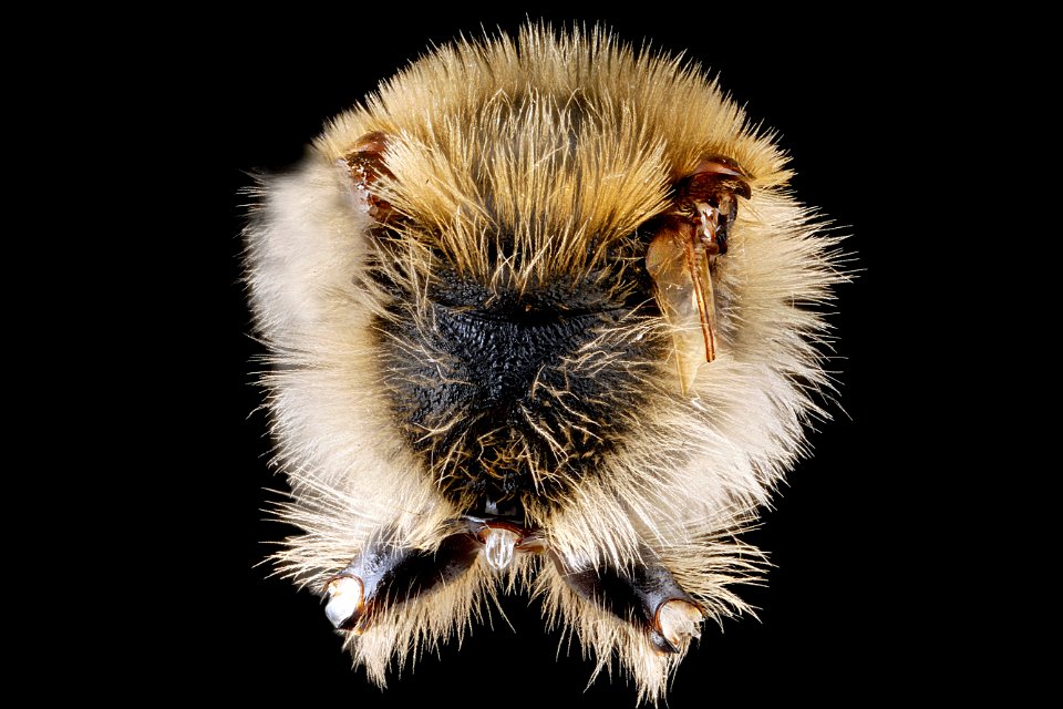 Andrena-vicina,-male,-propodeal-triangle 2012-07-19-17.14.01-ZS-PMax