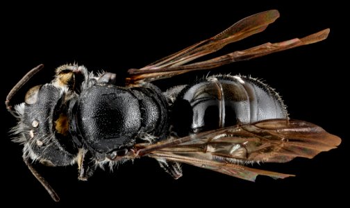 Hoplitus micheneri, female, back, Richmond county, NC 2012-11-08-09.45.31 ZS PMax