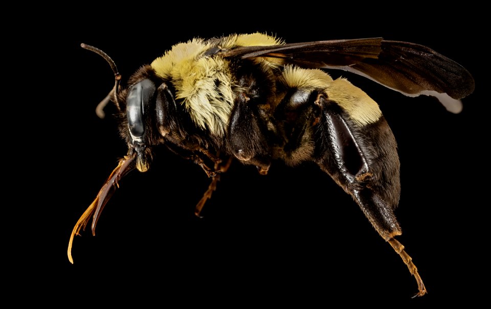 Bombus fraternus, f, ga, baker, side 2015-01-08-08.59.16 ZS PMax