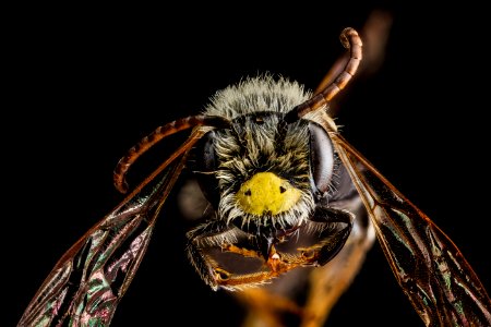 Andrena banksi, male, face 2012-08-06-16.47 photo