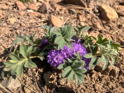 Waterleaf in bloom on hiking trail in Nevada