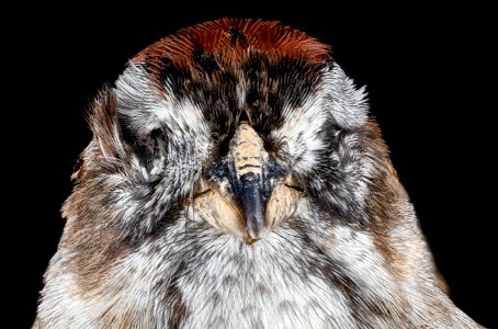 Melospiza georgiana, front face 2013-03-13-15.07.28 ZS PMax photo