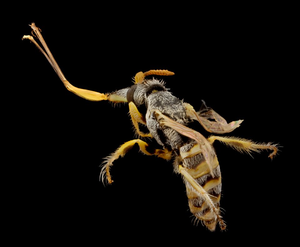 Geodiscelis longiceps, f, chile, angle 2014-08-08-15.57.48 ZS PMax photo