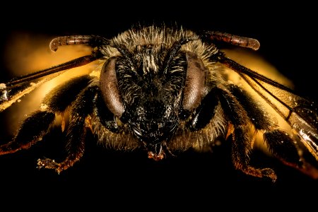 Macropis nuda, f, face, Maine, Du Clos 2015-12-01-14.46 photo