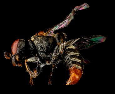 Oxybelus analis, female, side, Guantanamo Bay, Cuba 2012-11-01-17.51.38 ZS PMax