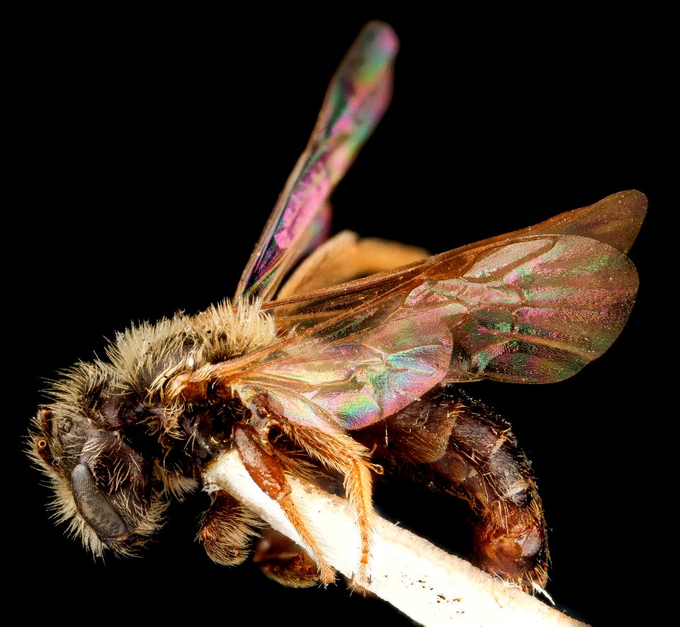 Andrena uvulariae, M, side, Falls Church, Virginia 2012-11-19-17.52.03 ZS PMax