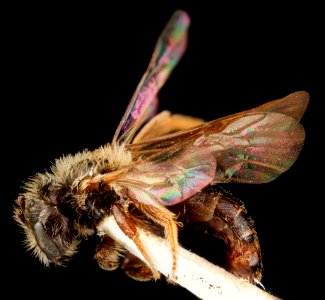 Andrena uvulariae, M, side, Falls Church, Virginia 2012-11-19-17.52.03 ZS PMax photo