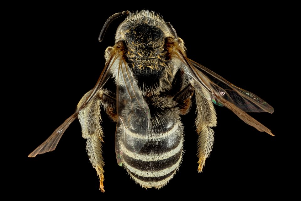 Halictus resurgens, F, Back, Greece, Aegean Islands, Lesvos, Mytilene 2015-02-19-11.33.52 ZS PMax