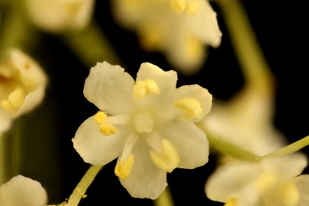 Sambucus nigra spp. canadensis, American black elderberry close-up, Howard County, MD, Helen Lowe Metzman 2017-07-25-19.35