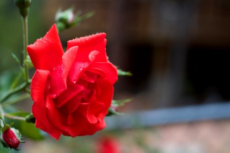 Rained Rose photo