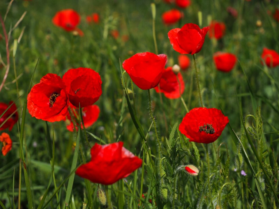 Klatschmohn poppy flower poppy
