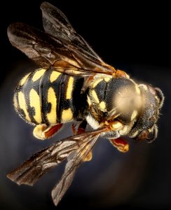 Dianthidium concinnum, F, back, South Dakota, Pennington County 2012-11-27-16.25.39 ZS PMax