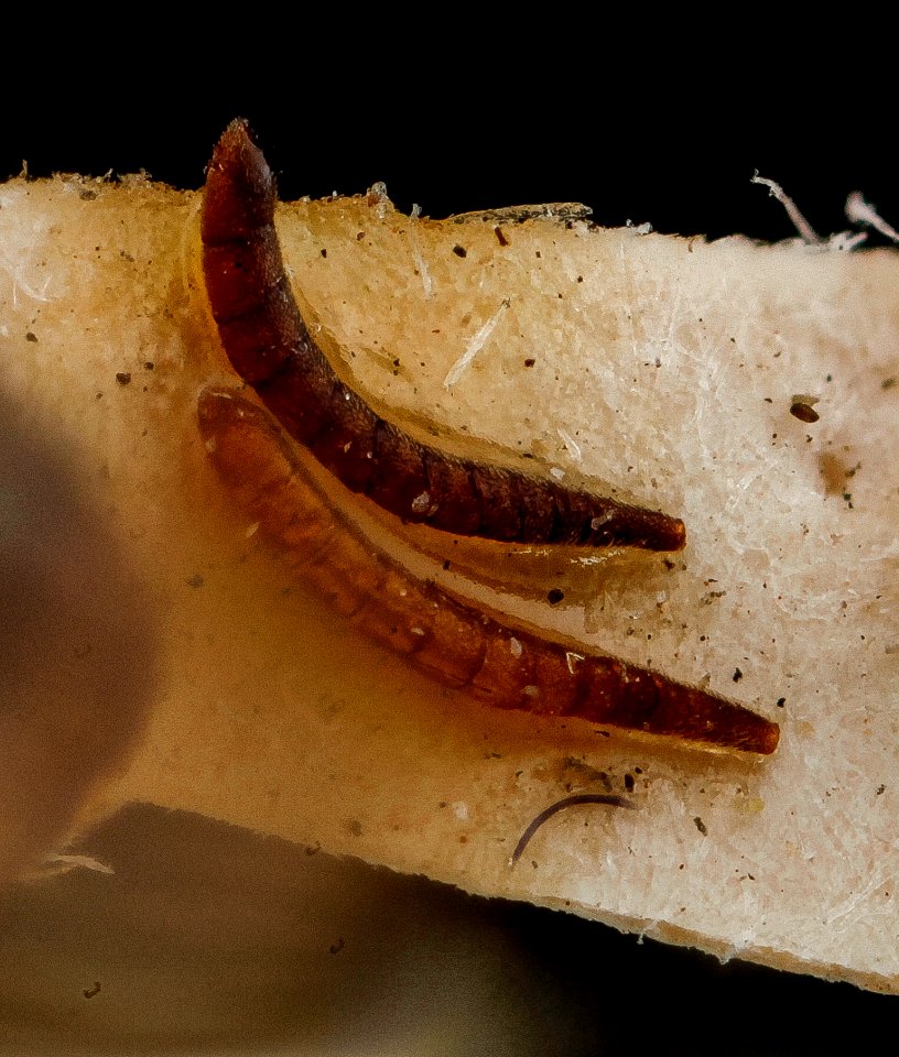 Andrena uvulariae, M, antennae, Falls Church, Virginia 2012-11-19-17.29.20 ZS PMax