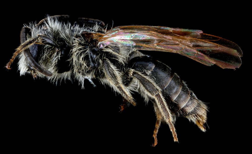 Andrena nasonii, M, side, New York, Kings County 2013-02-07-14.37.17 ZS PMax