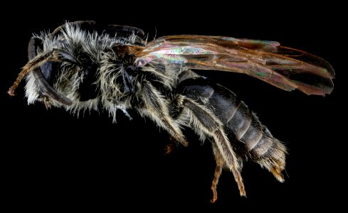 Andrena nasonii, M, side, New York, Kings County 2013-02-07-14.37.17 ZS PMax photo