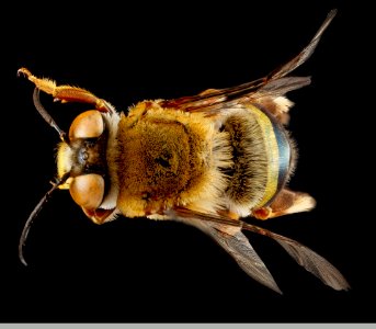 Centris fasciata, male, top 2 2012-06-25-15.11.28 ZS PMax photo