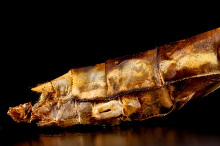 Ophiogomphus susbehcha, F, underside of the tip of the abdomen, Virginia, James River 2013-03-13-14.16.01 ZS PMax