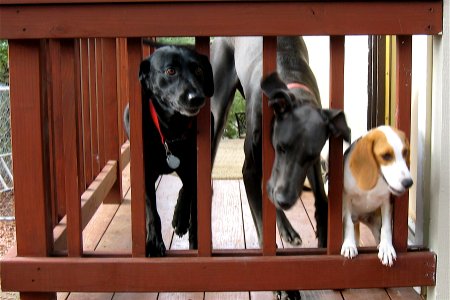 Watch Dogs