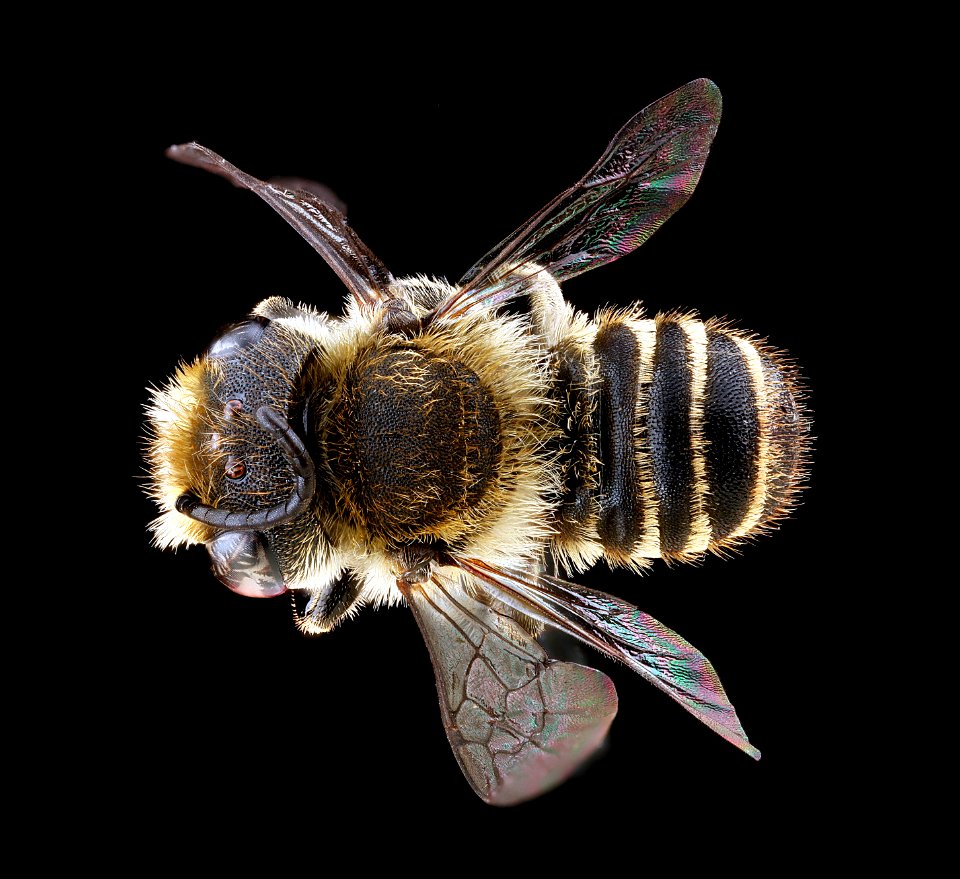 Megachile-rotundata,-male,-back 2012-06-12-15.07.35-ZS-PMax