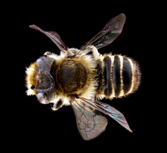 Megachile-rotundata,-male,-back 2012-06-12-15.07.35-ZS-PMax photo