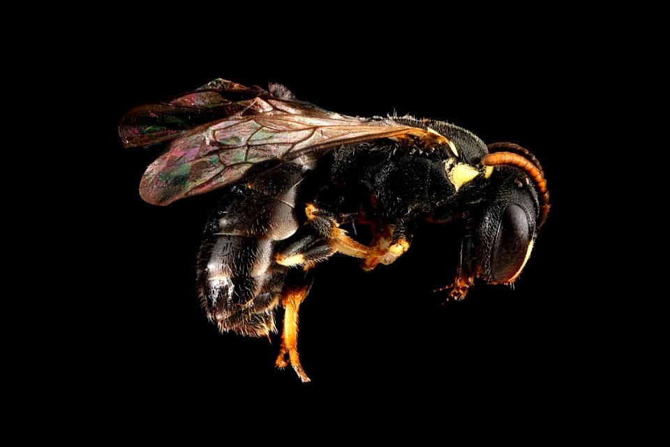 Hylaeus-sp.-1,-side 2012-06-19-15.55.43-ZS-PMax