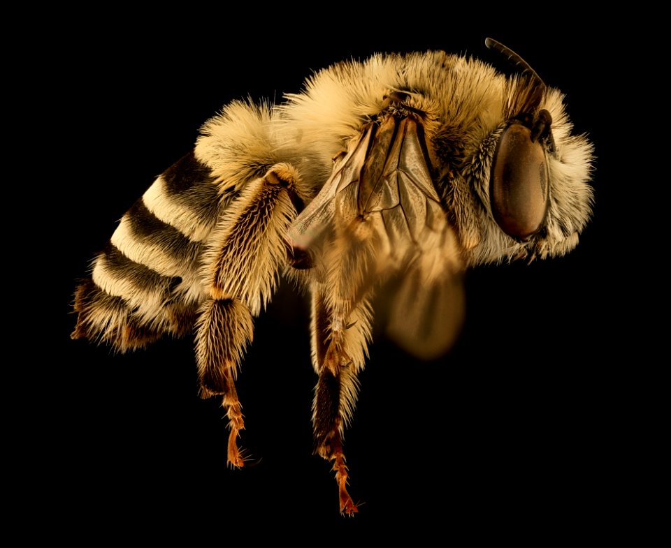 Anthophora urbana, f, right. Yolo Co., CA 2019-03-21-22.31.08 ZS PMax UDR