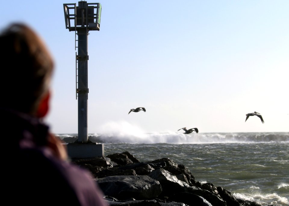 Kendra Chan, a fish and wildlife biologist with the U.S. Fish and Wildlife Service in Ventura, watches California brown pelicans in flight near Hollywood Beach during the biannual brown pelican survey held along the West Coast.