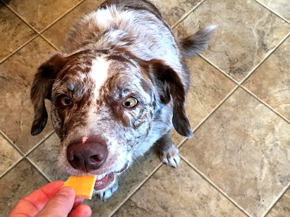 2018/365/346 I am The Cheese Dog