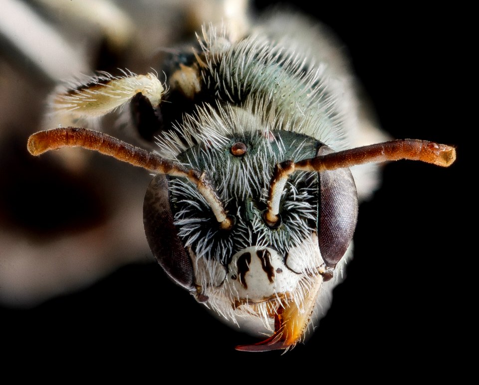 Perdita albihirta geraeae, female, face 2012-08-01-14.32.14 ZS PMax