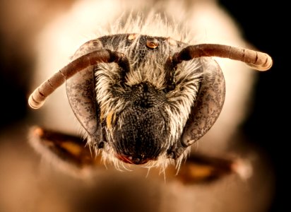 Colletes willistoni, m, face, Hooker Co., NE 2018-06-19-18.56.59 ZS PMax UDR
