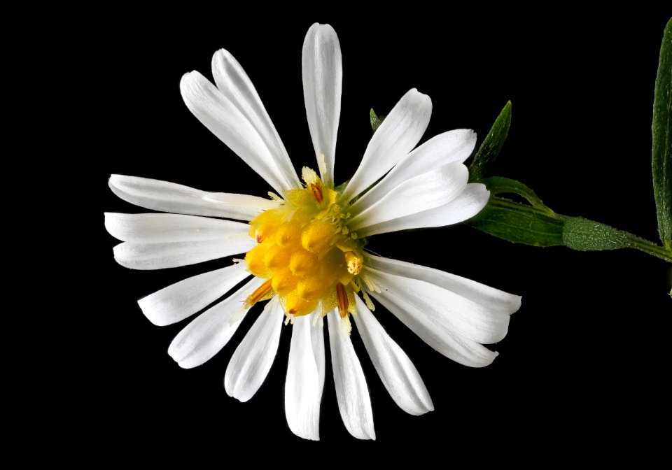 Frost aster 2012-09-21-14.34