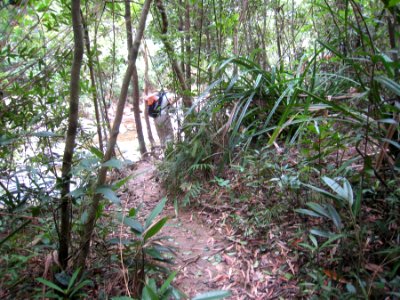 Jungle Trail