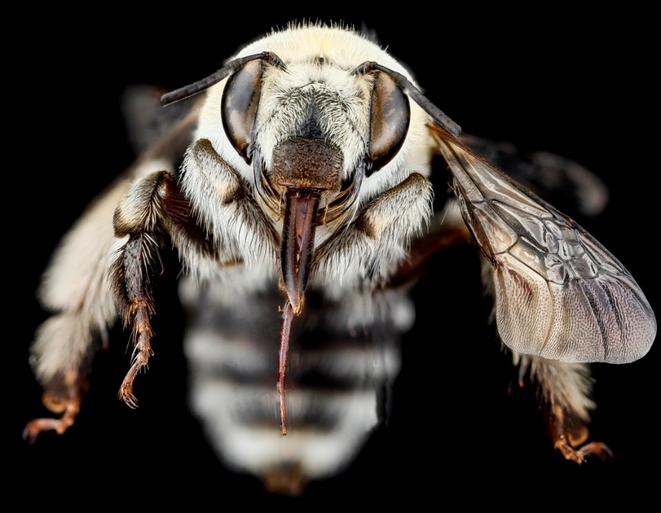 Anthophora affabilis, F, face, Pennington County 2012-11-13-13.50.28 ZS PMax
