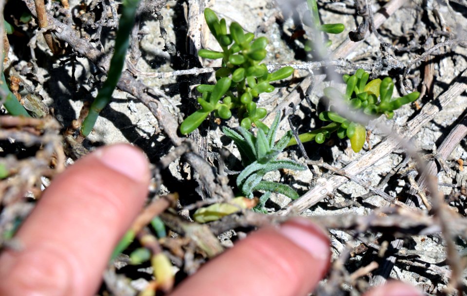 Baby salt marsh bird's beak plant in Orange County