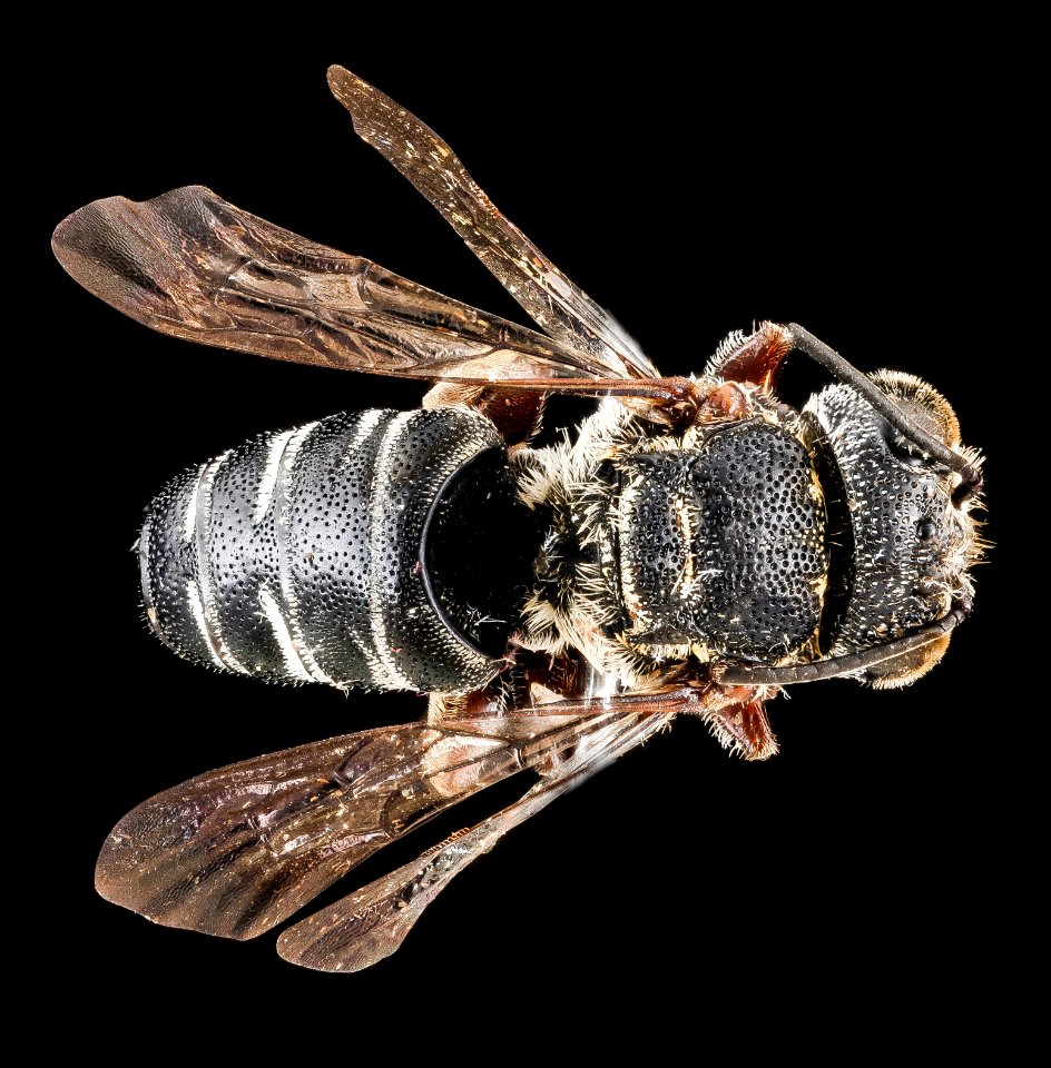Coelioxys hunteri, male, back 2012-08-09-15.36.02 ZS PMax