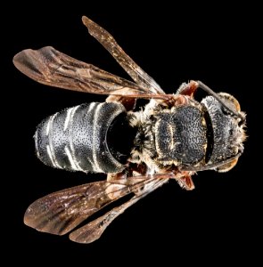 Coelioxys hunteri, male, back 2012-08-09-15.36.02 ZS PMax photo