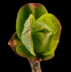 Lonicera species, 2013-03-15-15.34.07 ZS PMax photo