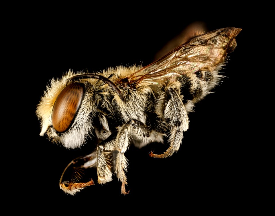 Megachile species, m, south africa, kruger, side 2016-12-08-17.15