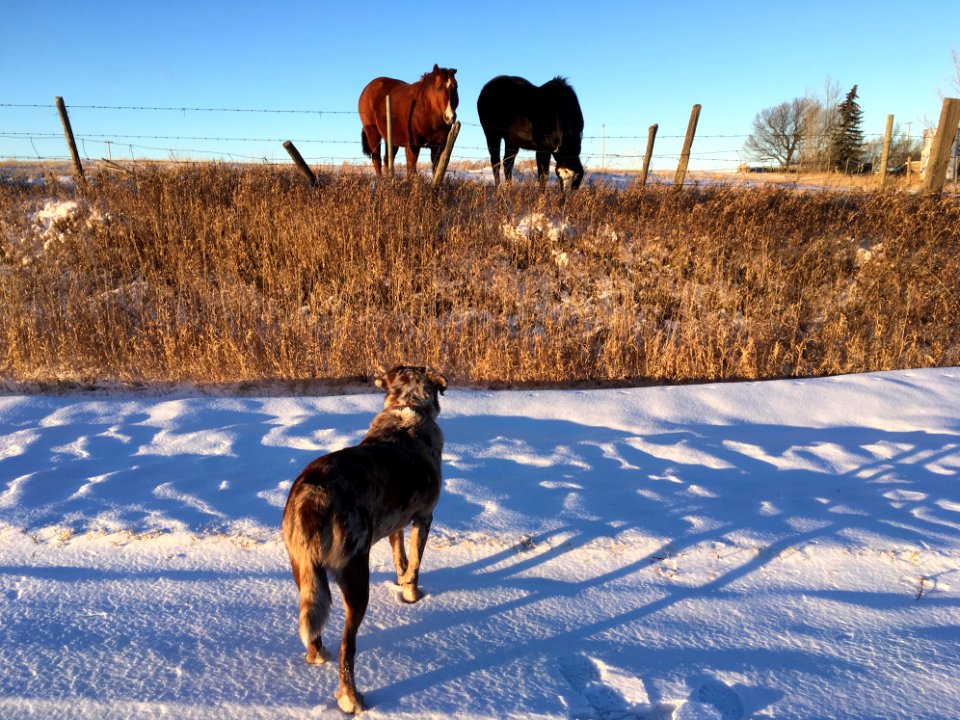 My Those Two Dogs Are Big!
