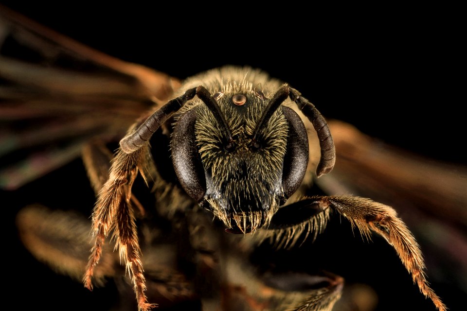 Lasioglossum aberrans, F, Face, UT, Garfield County 2014-05-09-17.03.20 ZS PMax