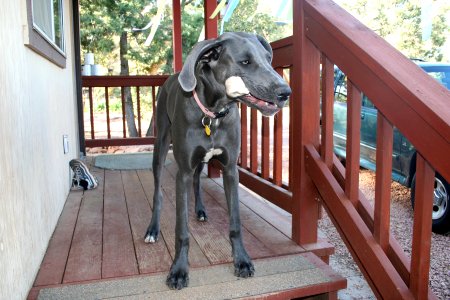 Kasha's Bone photo