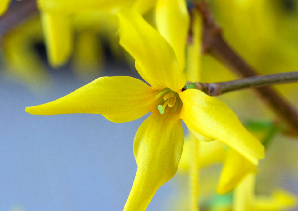 Bloom forsythia gold lilac