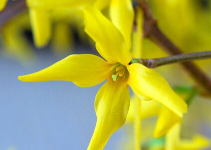 Bloom forsythia gold lilac