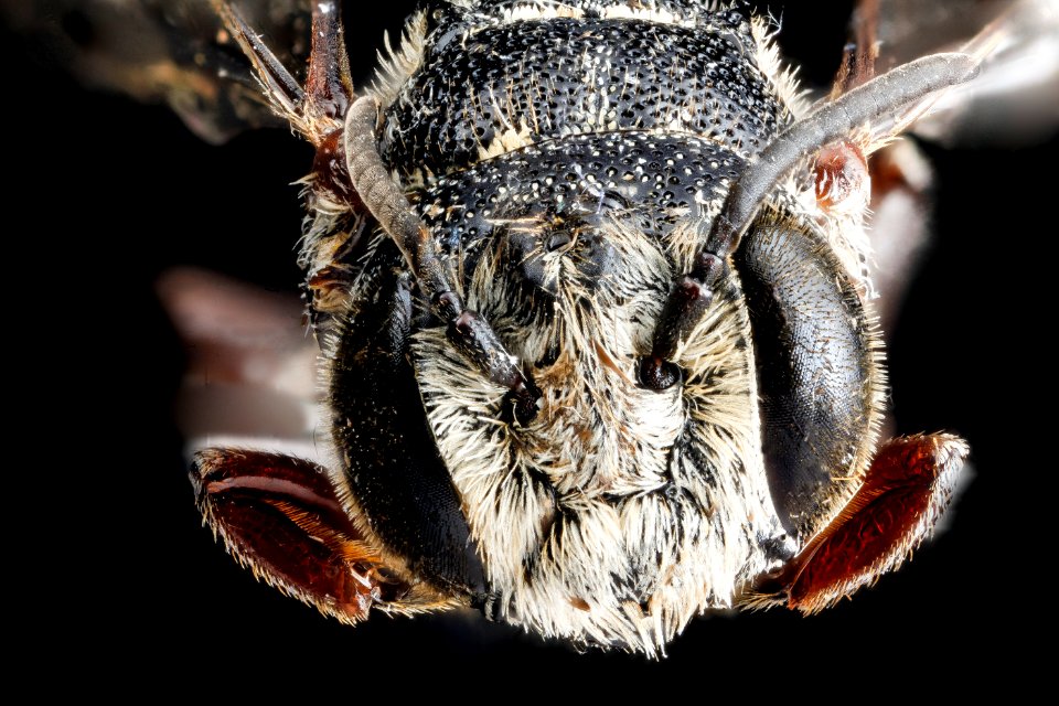 Coelioxys hunteri, male, face 2012-08-09-15.45.41 ZS PMax