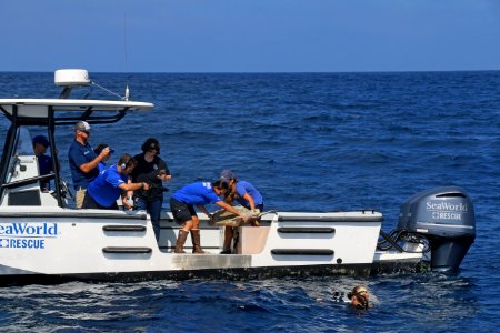 Tucker, an olive ridley sea turtle, is returned to the wild